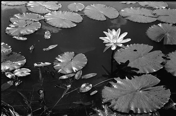 White lotus flower and flat, shining leaves floating on water in pond