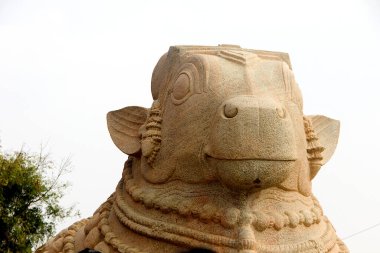 Nandi 'nin Andhra Pradesh, Hindistan' daki Lepakshi 'deki büyük taş heykelinin yakın çekimi. Asya