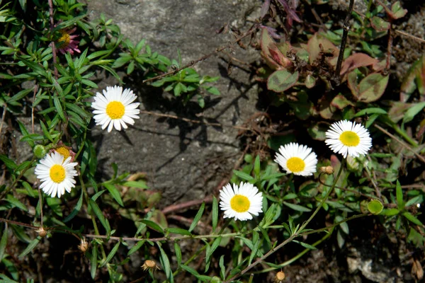 Вид Групу Яти Білих Ромашкових Квітів Підтримуючими Стеблами Листям — стокове фото