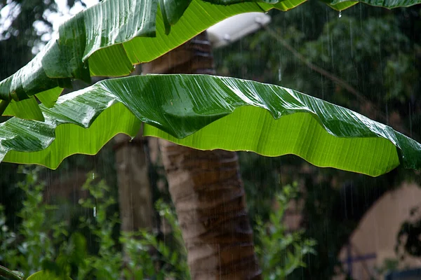 View Green Wet Plantain Leaves Garden Rains — Stock Photo, Image