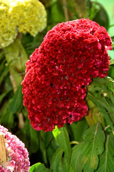 Exhibición Flor Roja Voluminosa Del Peine Gallo Demostración Flor Del — Foto de Stock