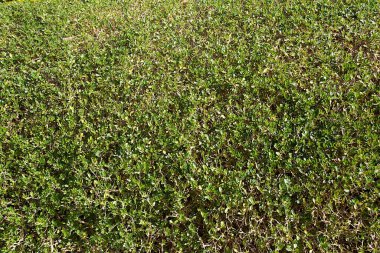 Yerdeki gür, yemyeşil bitki yatağının daha yakın görüntüsü