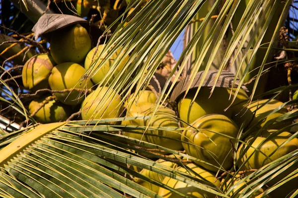 Vista Cerca Del Cultivo Coco Apoyado Hojas Fuertes — Foto de Stock