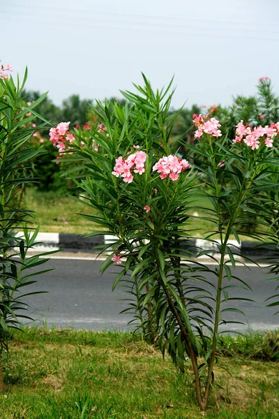 Los Arbustos Olivo Rosa Plantados Carretera Son Agradables Los Ojos —  Fotos de Stock