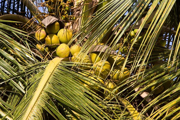 Detailní Záběr Vrcholek Kokosového Stromu Obrovskými Listy Nesoucími Náklad Obilí — Stock fotografie
