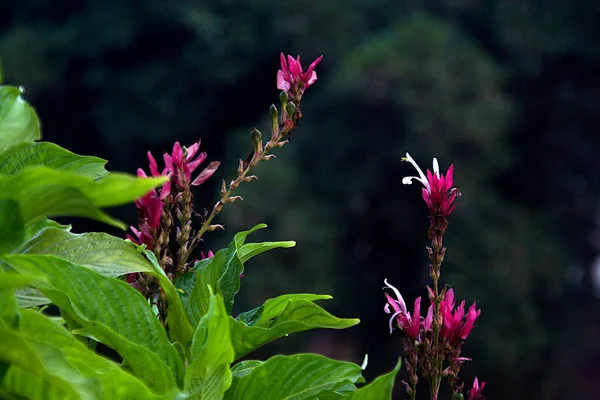 Bunch Pink Blossoms Green Foliage Republic Day Flower Show Lalbagh — Stock Photo, Image