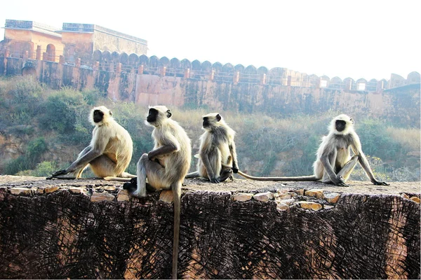 Monkeys on the Wall — Stock Photo, Image