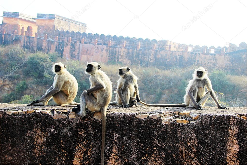 Monkeys on the Wall