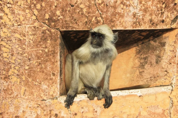 Cautious Peep of Monkey — Stock Photo, Image