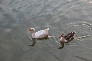 su üzerinde yüzen ördek duo