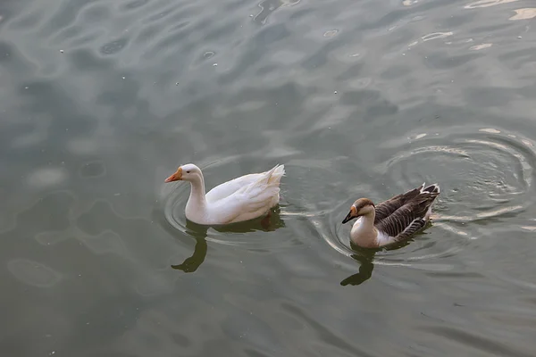 Duck Duo flottant sur l'eau — Photo