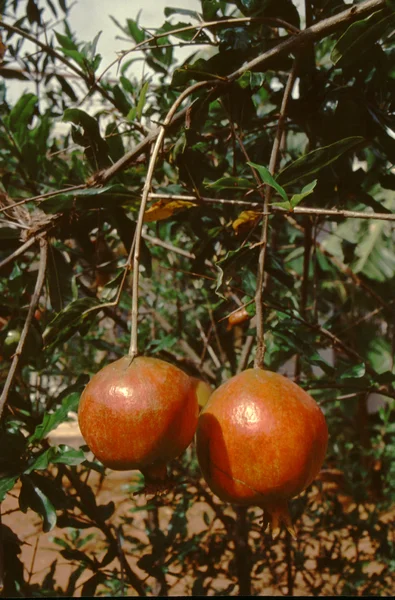 Předsazení granátové jablko ovoce — Stock fotografie