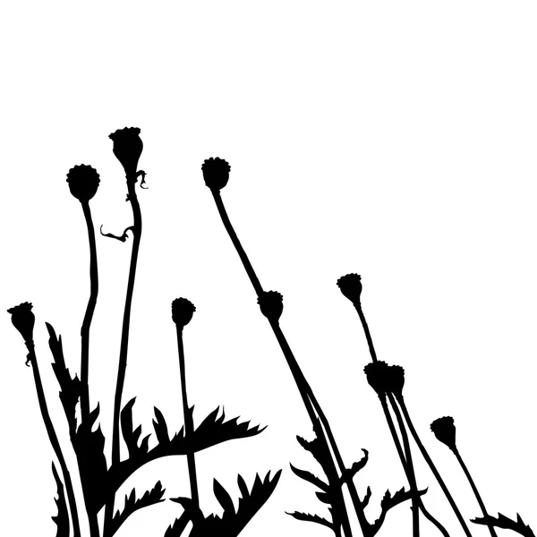 Planta real siluetas trazadas, amapola - ilustración vectorial — Archivo Imágenes Vectoriales