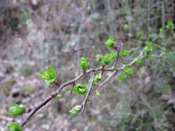 Čerstvé mladé listy brzy na jaře — Stock fotografie