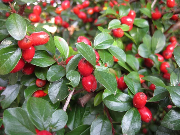 Un arbusto con frutos rojos — Foto de Stock