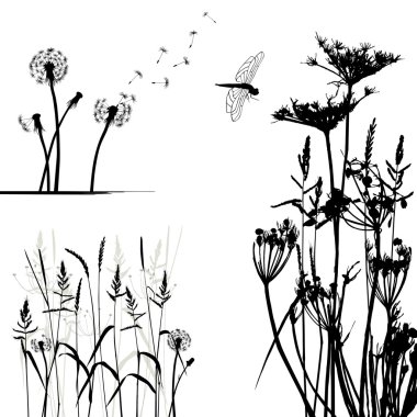 Collection for designers, wild plant vector clipart
