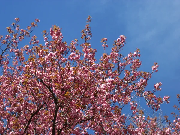 Tak met spring bloemen blossoms — Stockfoto