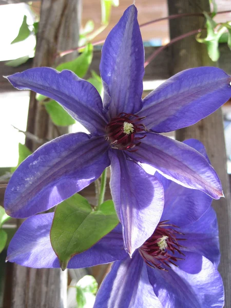 铁线莲紫罗兰色花的特写 — 图库照片