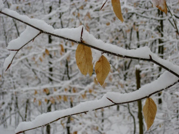 黄色的秋天树被雪覆盖 — 图库照片