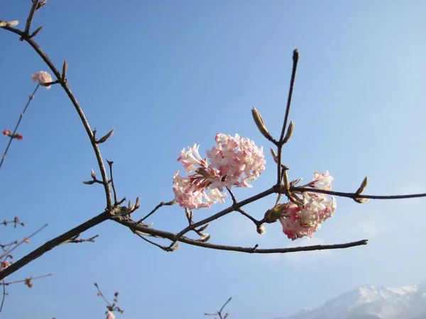 Spring background with pink flowers tree brunches on a blue sky — Stock Photo, Image