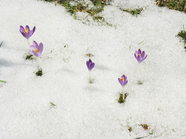 Krokus auf der Wiese mit schmelzendem Schnee — Stockfoto