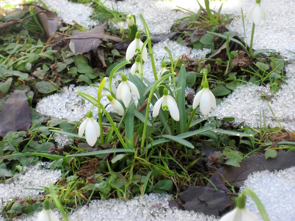 スノー ドロップ雪の中から開花春の最初のサイン — ストック写真