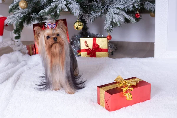 Yorkshire Terrier Med Röd Rosett Sitter Nära Dekorerad Julgran — Stockfoto