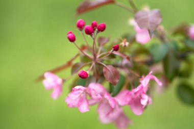 Bulanık pembe elma çiçeği. Bahar yapraklarında arkaplandaki elma ağaçlarına karşı çiçekli dal bulanık.