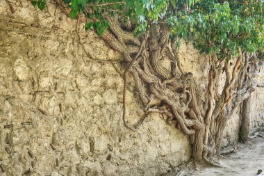 Büyük ağaç dalları bir tuğla duvarda birbirine dolanmış.                               