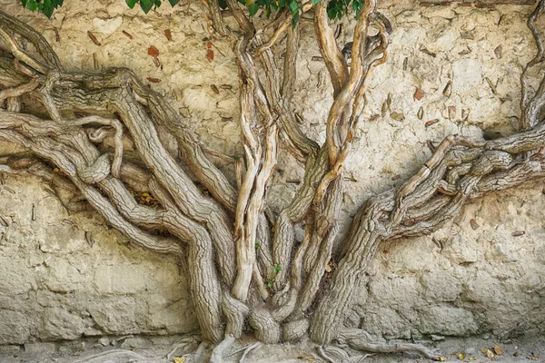 huge tree branches are intertwined on a brick wall