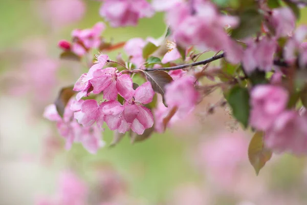 Рожеве Яблуко Розквітає Розмитому Стані Гілка Квітами Фоні Яблунь Весняного Стокова Картинка