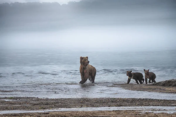 Kamczatka Niedźwiedź Brunatny Ursus Arctos Beringianus Połów Łososia Jeziorze Kuril — Zdjęcie stockowe