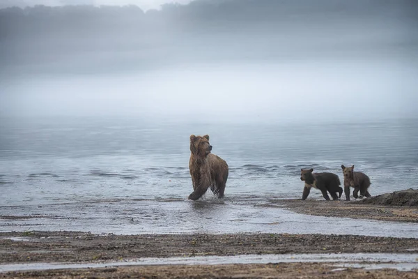 カムチャッカ褐色のクマウルス アルコス ベリンギアヌスはカムチャッカのクリル湖でサケを獲る 二匹の子を持つ ロイヤリティフリーのストック画像