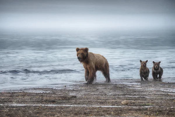 Kamchatka Bruine Beer Ursus Arctos Beringianus Vangt Zalm Het Kuril — Stockfoto