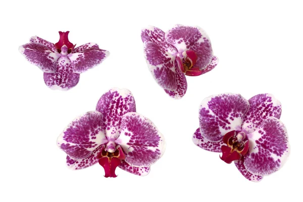 Čtyři Jasné Orchidej Květiny Bílém Pozadí — Stock fotografie