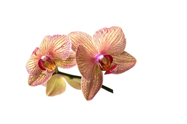 Žlutá Orchidej Jasnými Pruhy Izolované Bílém Pozadí Stock Fotografie