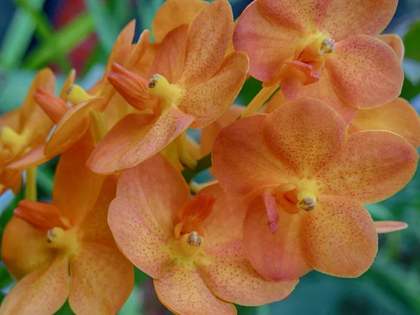 Close Van Gele Orchidee Bloemen Groeien Een Kas Met Een — Stockfoto