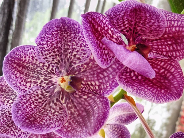 Закрыть Розовые Фиолетовые Орхидеи Растущие Теплице Естественном Фоне — стоковое фото