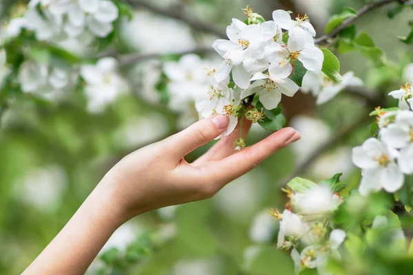 Kvinnlig Hand Vidrör Blommande Äppelträd Gren Med Vita Blommor Förgrunden — Stockfoto