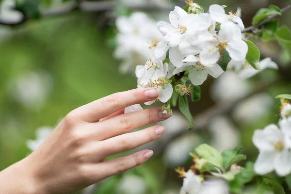 Kvinnlig Hand Vidrör Blommande Äppelträd Gren Med Vita Blommor Förgrunden Stockbild