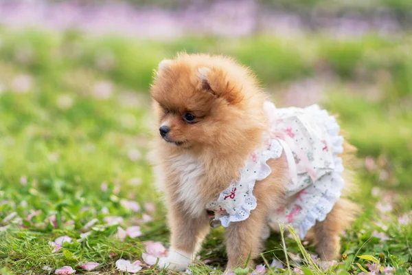 一只穿着连衣裙的可爱的波美拉尼亚小狗站在一棵苹果和樱桃树花瓣飘落的草地上 — 图库照片
