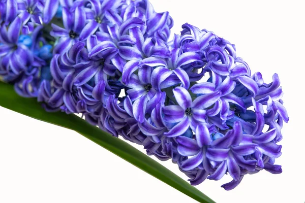 Detailní Záběr Krásné Modré Hyacinth Květiny Izolované Bílém Pozadí První — Stock fotografie