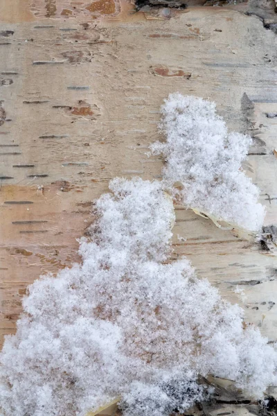 Textura Corteza Abedul Está Cubierta Nieve Blanca Esponjosa —  Fotos de Stock