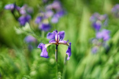 İris çiçeği bulanık bir arkaplana karşı sığ bir tarla derinliği ile çekilir..                               