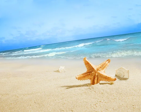 Sjöstjärnor på stranden. — Stockfoto