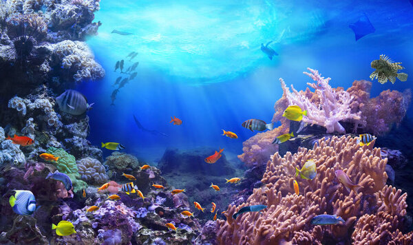 Жизнь на коралловом рифе. Богатые цвета тропических рыб. Животные подводного мира. Экосистема. 