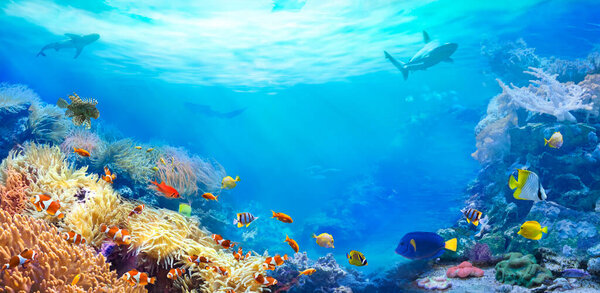 Животные подводного мира. Панорамный вид на коралловый риф. Красочные тропические рыбы. Экосистема. 