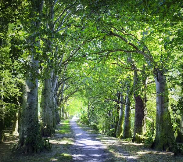 Carril en el bosque —  Fotos de Stock