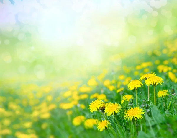 Gebied van paardebloemen. — Stockfoto