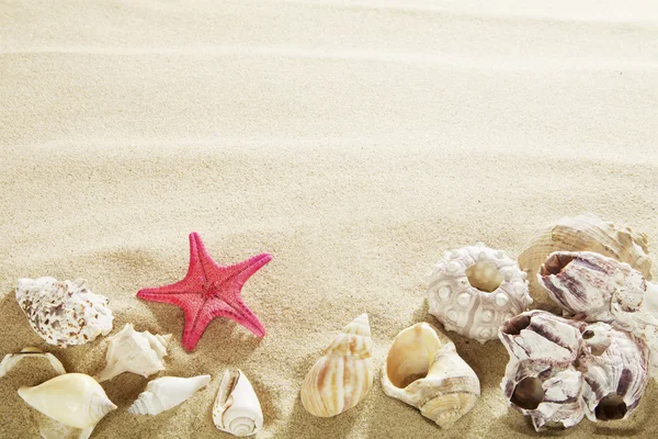 Shells in sand — Stock Photo, Image